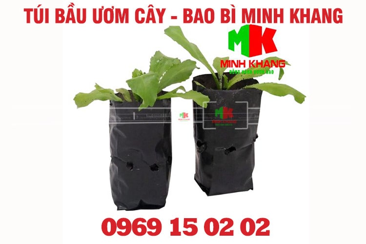 Ưu điểm túi bầu ươm cây pe đen