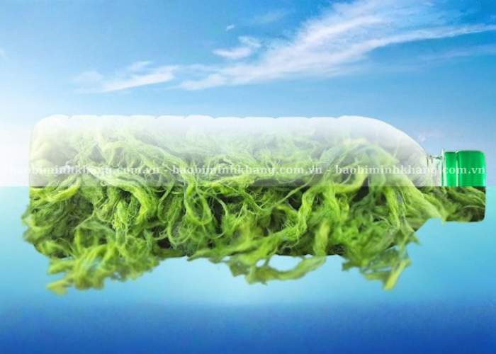 Tảo biển là nguyên liệu tái tạo nhanh, tiềm năng phát triển bao bì sinh học dài hạn