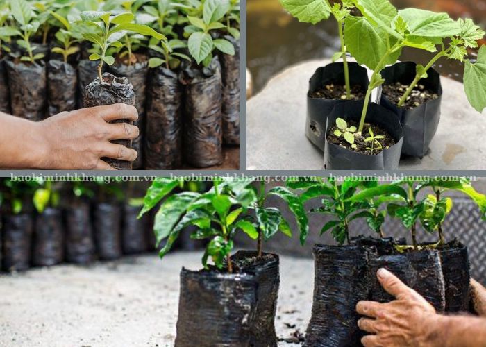 Túi ươm cây tự huỷ được người trồng ứng dụng linh hoạt theo từng nhu cầu