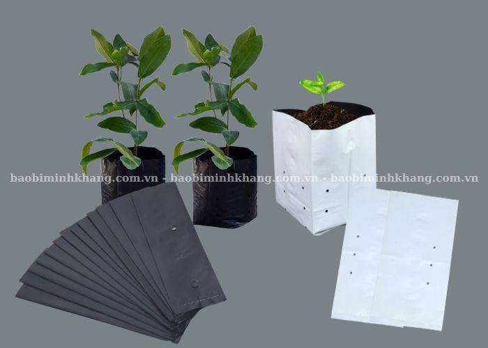 Túi ươm cây tự huỷ giúp tăng tỷ lệ sống cho cây và bảo vệ môi trường
